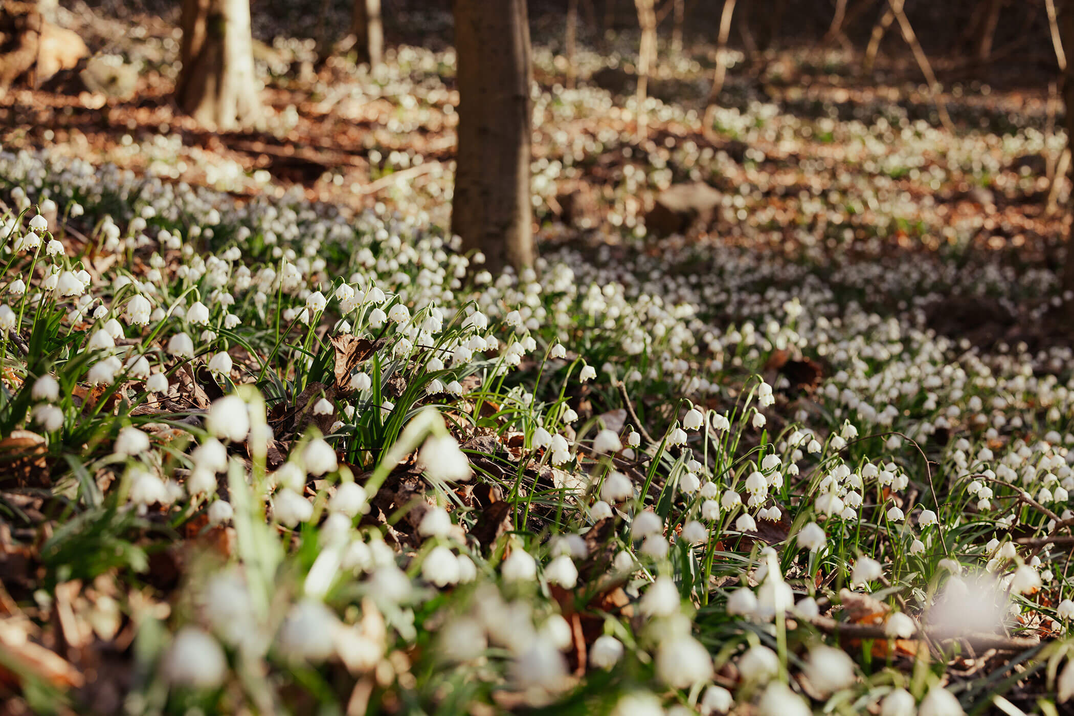 A meadow full of white flowers - Hirschenhof