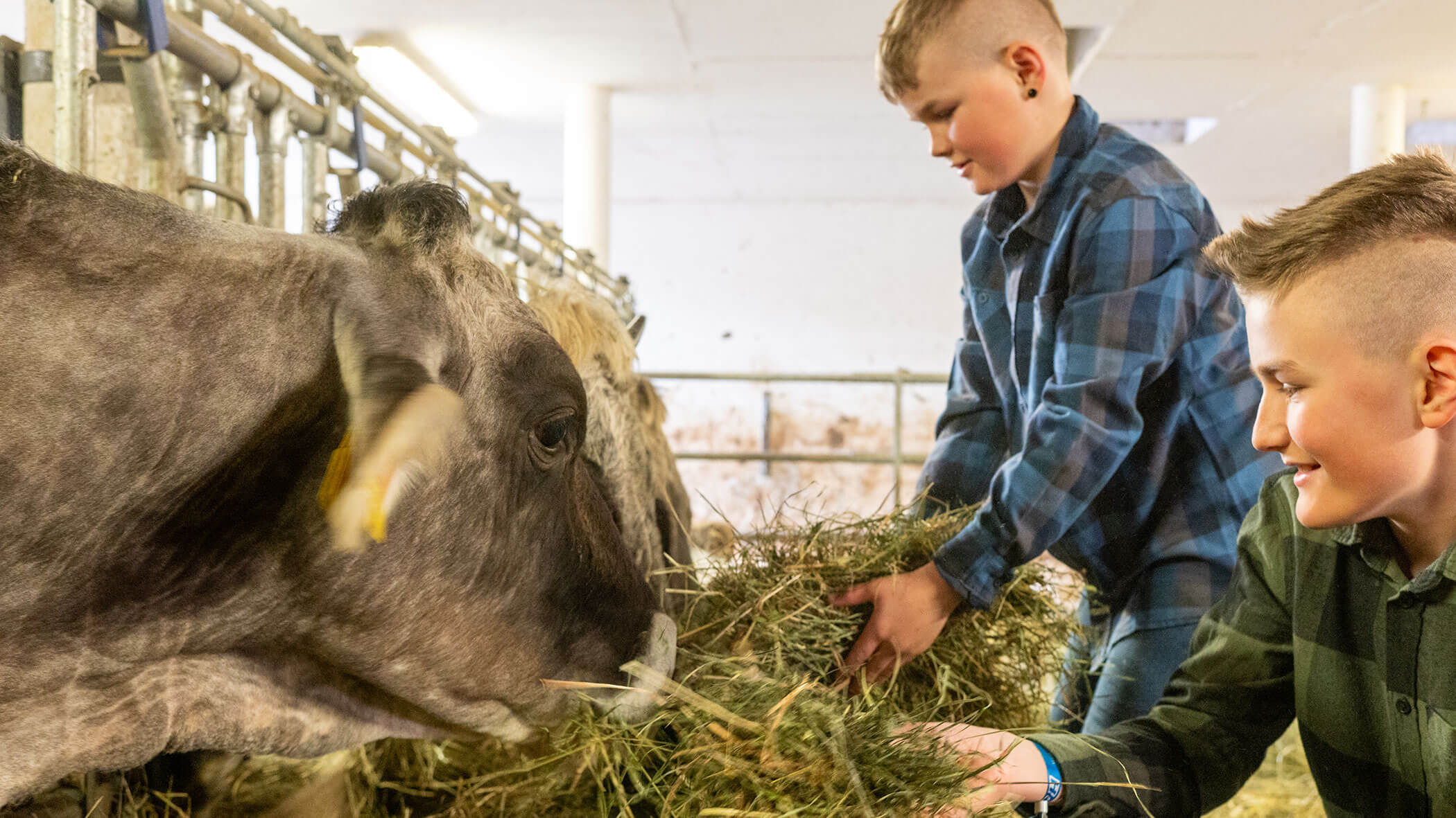 Samuel and Matthis feeding the cows - Hirschenhof