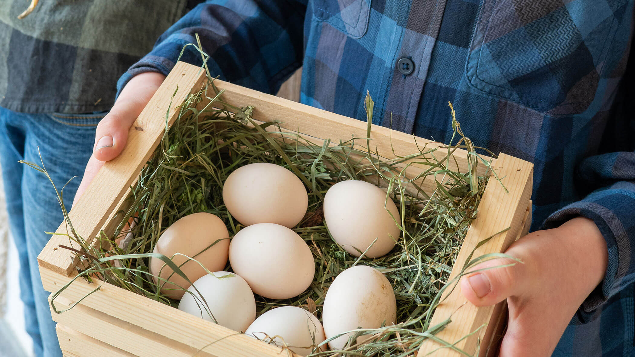 Boy holding fresh eggs in a wooden crate - Hirschenhof